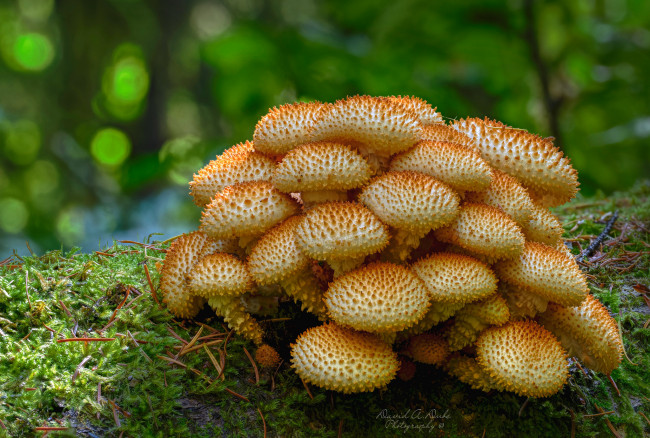 Обои картинки фото природа, грибы