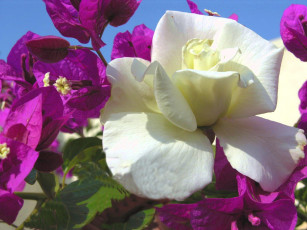 Картинка цветы разные вместе