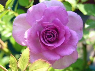 обоя цветы, розы