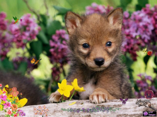 Картинка животные волки