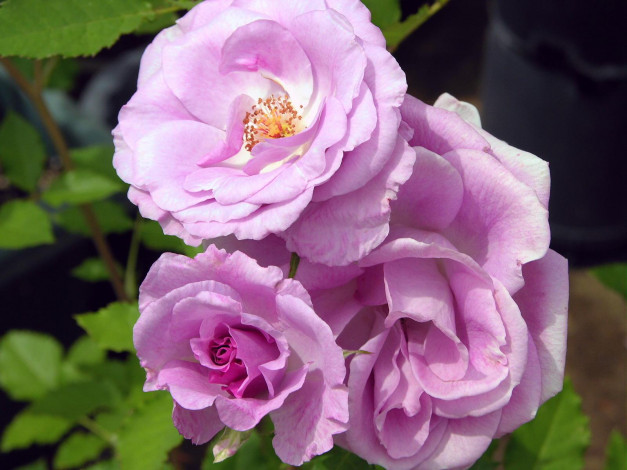 Обои картинки фото цветы, розы