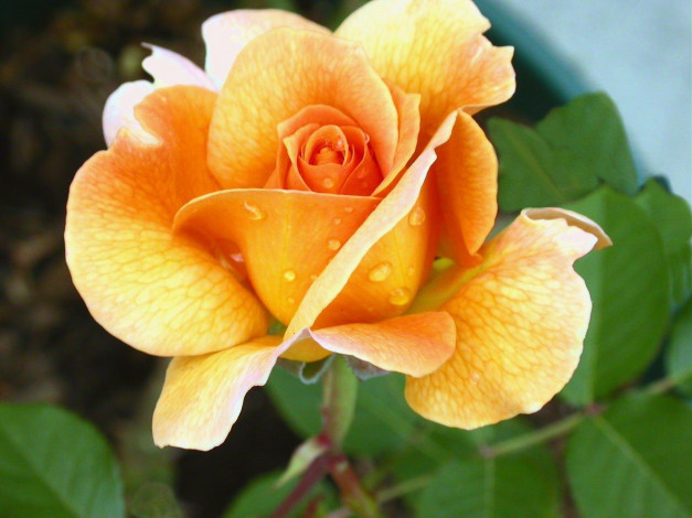 Обои картинки фото цветы, розы