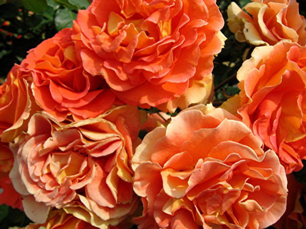 Обои картинки фото цветы, розы