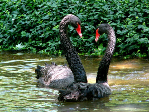 Обои картинки фото животные, лебеди