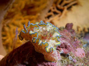 Картинка слизняк животные морская фауна