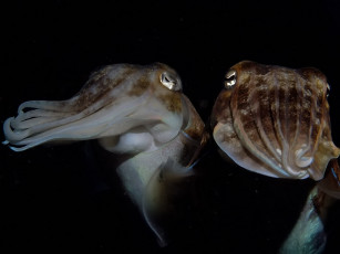 Картинка танец животные морская фауна