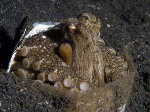 Картинка вес нетто 500 гр животные морская фауна