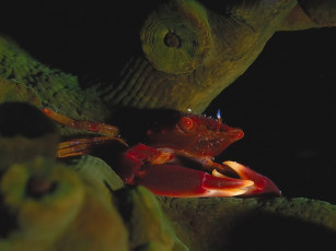 Картинка всякая мелочь животные морская фауна