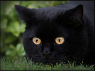 Картинка животные коты