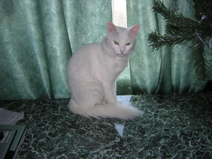 Картинка животные коты