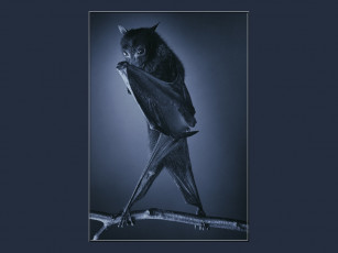 Картинка животные летучие мыши