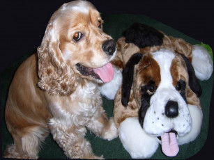 Картинка животные собаки