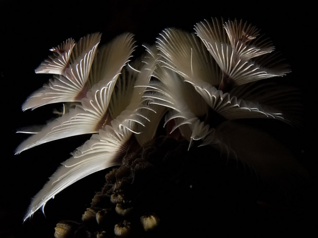 Обои картинки фото рождественская, животные, морская, фауна