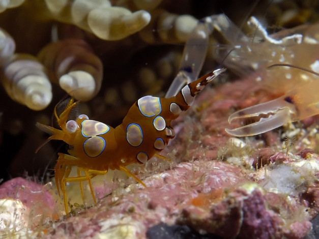 Обои картинки фото жертва, животные, морская, фауна