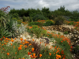 Картинка цветы разные вместе