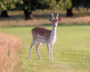 Картинка животные олени