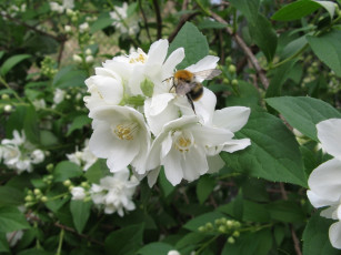 обоя цветы, жасмин