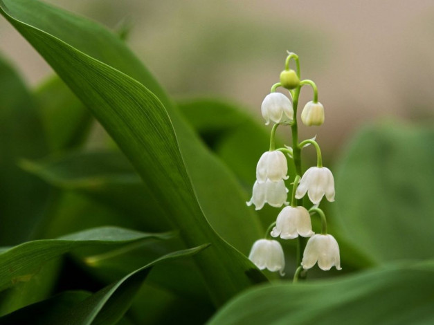 Обои картинки фото цветы, ландыши