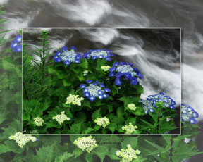 Картинка цветы гортензия