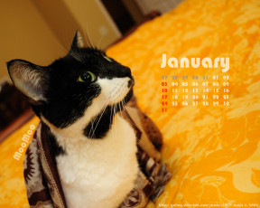 обоя календари, животные