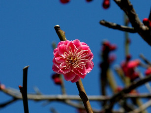 Картинка цветы цветущие деревья кустарники