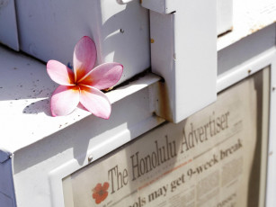 Картинка цветы плюмерия