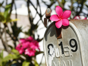 Картинка цветы плюмерия