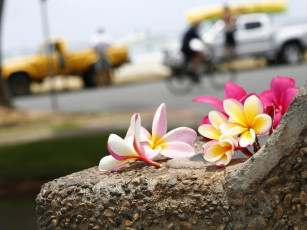 Картинка цветы плюмерия