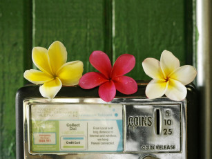 Картинка цветы плюмерия