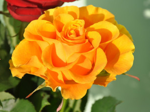 Картинка цветы розы