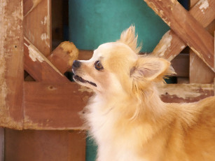 Картинка рисованные животные