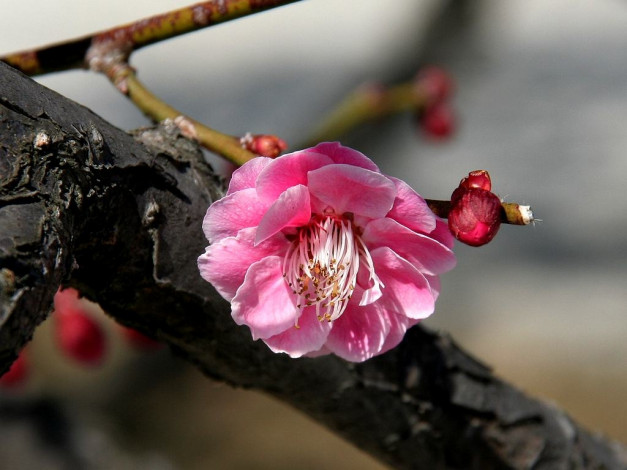 Обои картинки фото цветы, цветущие, деревья, кустарники