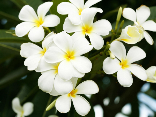 Обои картинки фото цветы, плюмерия