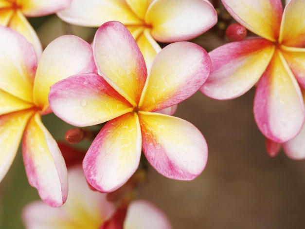 Обои картинки фото цветы, плюмерия