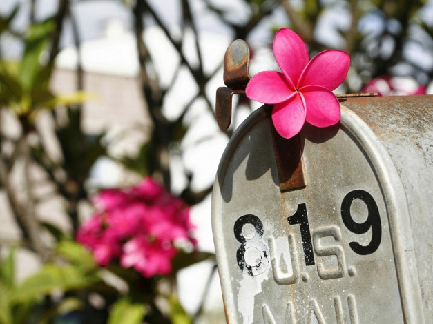 Обои картинки фото цветы, плюмерия