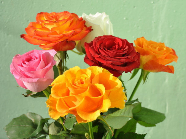 Обои картинки фото цветы, розы