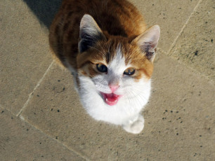 Картинка животные коты cat