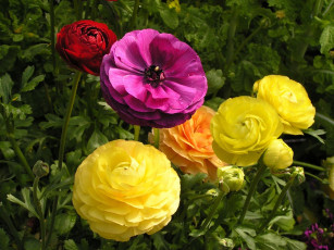 Картинка цветы ранункулюс азиатский лютик желтые красные