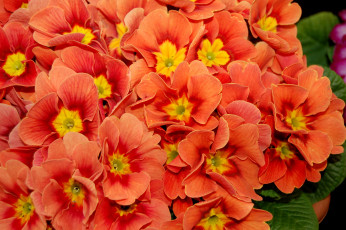 Картинка цветы примулы оранжевый много