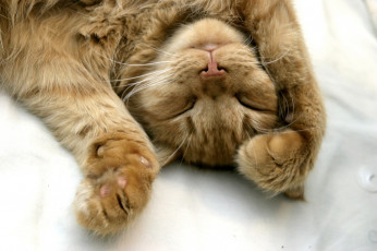 Картинка животные коты cat