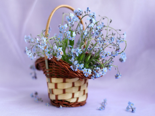 Обои картинки фото цветы, незабудки, корзинка