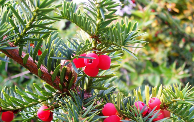 Обои картинки фото природа, Ягоды, красные