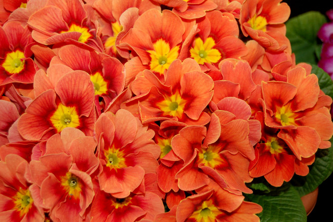 Обои картинки фото цветы, примулы, оранжевый, много