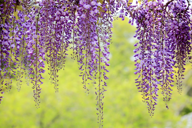 Обои картинки фото цветы, глициния, фиолетовый, гроздья
