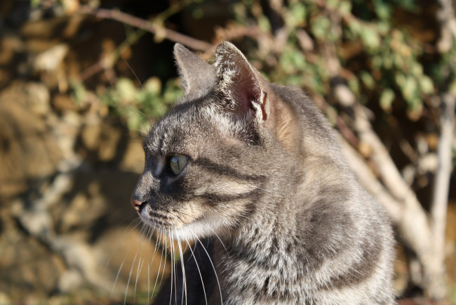 Обои картинки фото животные, коты, cat