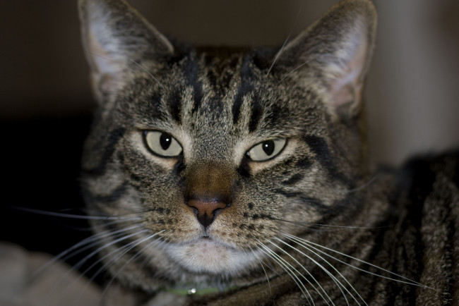 Обои картинки фото животные, коты, cat