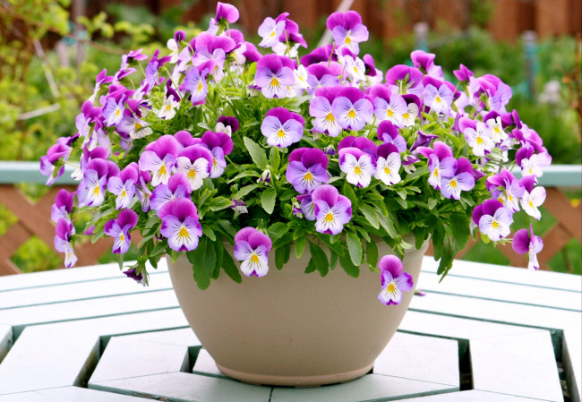 Обои картинки фото цветы, анютины, глазки, садовые, фиалки, гошок, розовый, пестрый