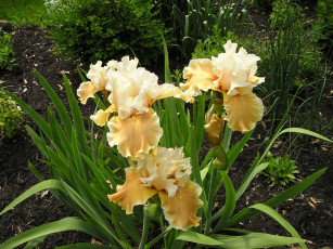 Картинка цветы ирисы куст