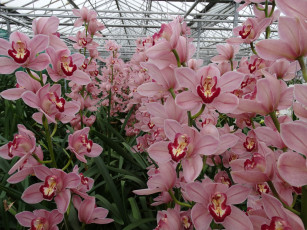 Картинка цветы орхидеи орхидея