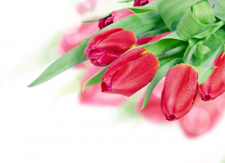 Картинка цветы тюльпаны капли бутоны